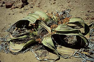 Welwitschia Mirabilis